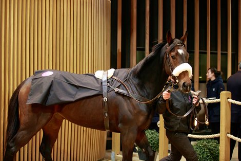 2022 Arqana Breeding Stock Sale, Lot 182<br>
Arqana  Vente d'Elevage, Deauville 03/12/2022, photo: Zuzanna Lupa