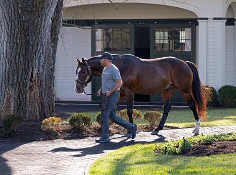 Into Mischief at Spendthrift Stallions at Gainesway Farm and Spendthrift Farm near Lexington, Ky., on Nov. 23, 2022.