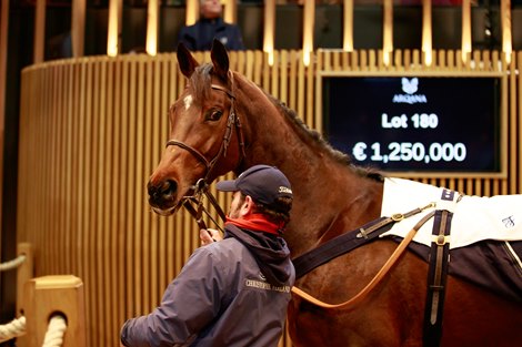 2022 Arqana Breeding Stock Sale, Lot 180<br>
Arqana  Vente d'Elevage, Deauville 03/12/2022, photo: Zuzanna Lupa/12/2022, photo: Zuzanna Lupa