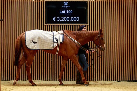 2022 Arqana Breeding Stock Sale, Lot 199<br>
Arqana  Vente d'Elevage, Deauville 03/12/2022, photo: Zuzanna Lupa