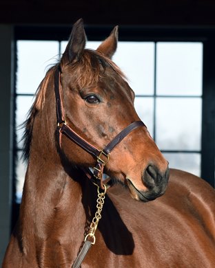 December 28, 2022: Highway Mary, dam of Gr.1 winner Hit The Road, at Watercress Farm...<br>
Rick Samuels/The Blood-Horse