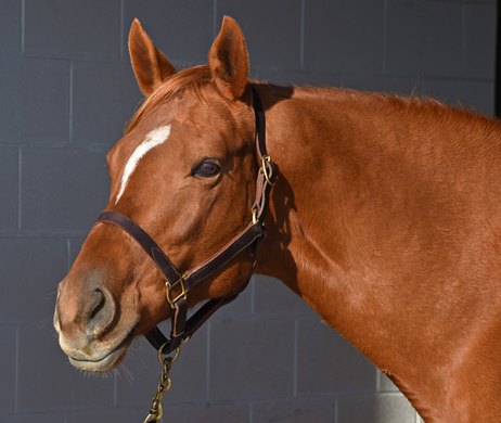 December 28, 2022: Polly Freeze, dam of Gr.1 winner Americanrevolution, at Watercress Farm...<br>
Rick Samuels/The Blood-Horse