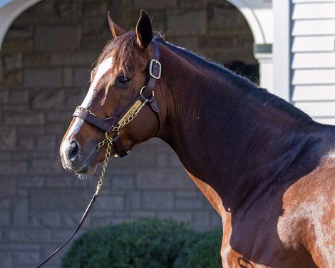 Authentic at Spendthrift<br>
Stallions at Gainesway Farm and Spendthrift Farm near Lexington, Ky., on Nov. 23, 2022.