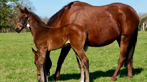 Toride, pictured with her Persian King colt, is a sibling to dual Arc heroine Treve