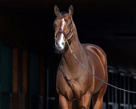 Jackie's Warrior at Spendthrift<br>
Stallions at Gainesway Farm and Spendthrift Farm near Lexington, Ky., on Nov. 23, 2022.