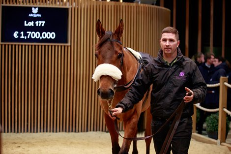 2022 Arqana Breeding Stock Sale, Lot 177 Arqana  Vente d'Elevage, Deauville 03/12/2022, photo: Zuzanna Lupa