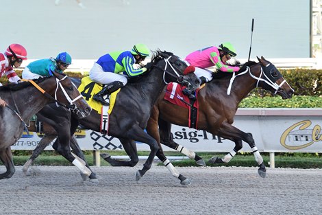 Dreaming of Kona wins Mucho Macho Man Stakes on Sunday, January 1, 2023 at Gulfstream Park