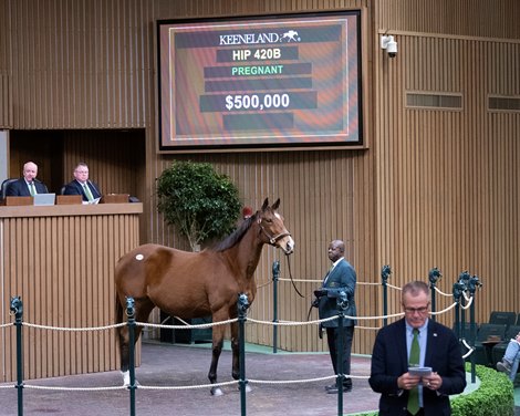 Hip 420B Ack Naughty in foal to Upstart at Elite Sales and purchased by Becky Thomas for Chester and Mary Broman.<br>
Keeneland January sale at Keeneland in Lexington, Ky., on Jan. 7, 2023