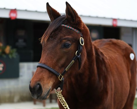 Hip 430, Forest Valentine 22 by Gun Runner out of Forest Valentine by Forestry, at the Indian Creek consignment at the Keeneland 2023 January Horses of All Ages sale on January 8, 2023.