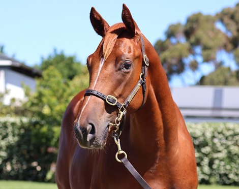 Hip 435, 2023 Magic Millions Gold Coast Yearling Sale