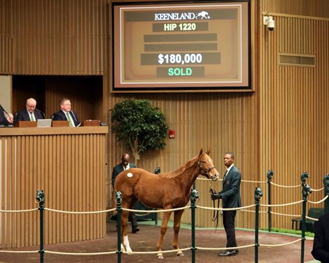 Hip 1220, 2023 Keeneland Horse Sale for All Ages January
