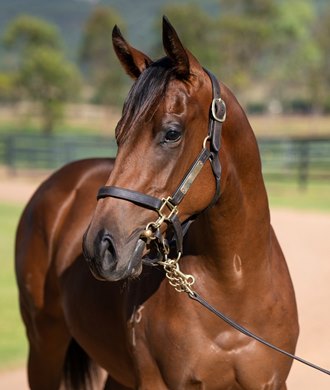 Hip 399, 2023 Magic Millions Gold Coast Yearling Sale