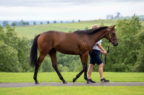 Lot 97, 2023 New Zealand Bloodstock Karaka Sale