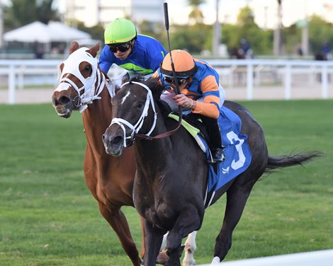 Cairo Consort Wins Ginger Brew Share in 2023 at Gulfstream Park