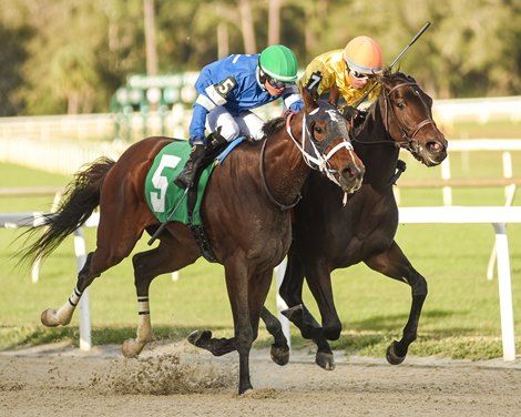 Opus Forty Two wins the Gasparilla Stakes on Saturday, January 14, 2023 at Tampa Bay Downs