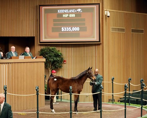 Hip 699, 2023 Keeneland January Horses of All Ages Sale