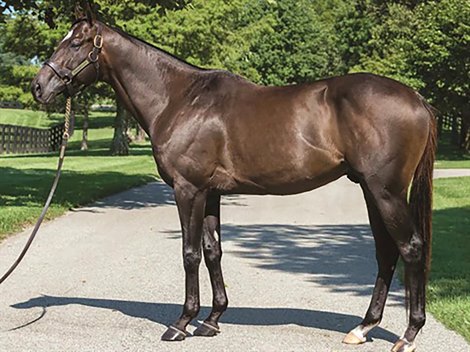 Rock Your World conformation at Spendthrift Farm