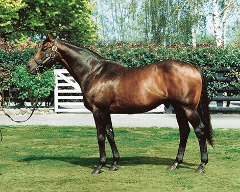 Zabeel