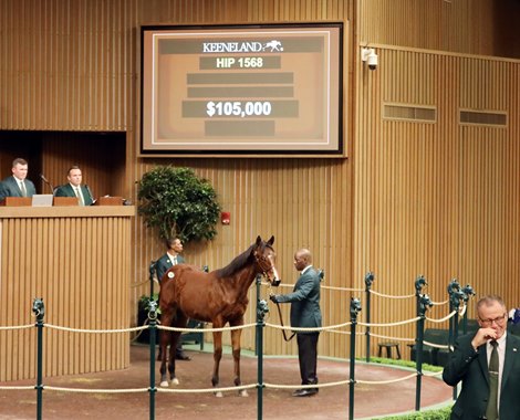 Hip 1568, 2023 Keeneland January Horse Sale for All Ages