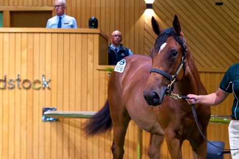 2023 New Zealand Bloodstock National Yearling Sale, Lot 586
