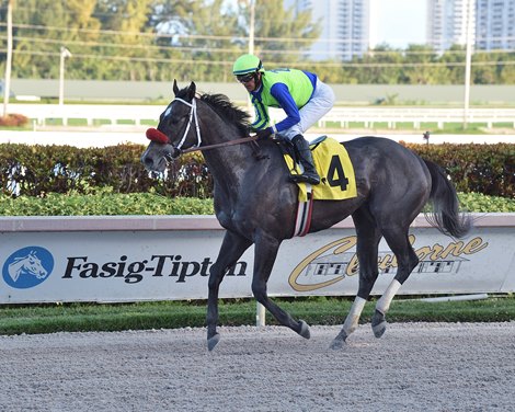 Dreaming of Kona wins the Mucho Macho Man Stakes on Sunday, January 1, 2023 at Gulfstream Park