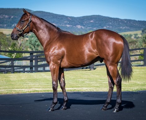 Hip 417, 2023 Magic Millions Gold Coast Yearling Sale