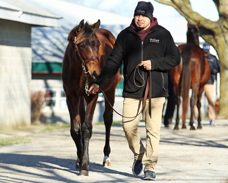 Hip 400, Evocative 22 by Quality Road out of Evocative by Pioneerof the Nile, at the Bedouin Bloodstock consignment at the Keeneland 2023 January Horses of All Ages sale on January 7, 2023.