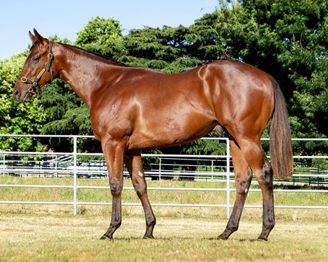 Lot 802, 2023 Magic Millions Gold Coast Yearling Sale