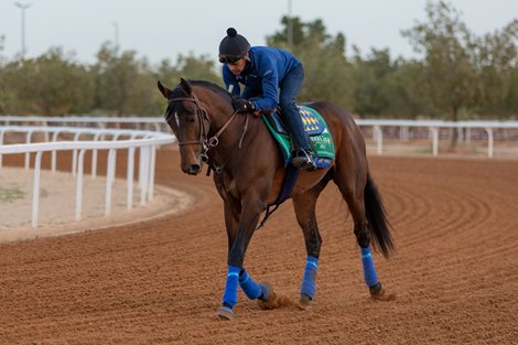 2023 Saudi Cup<br>
Country Grammer - Morning Trackwork - Wednesday 22nd February 2023