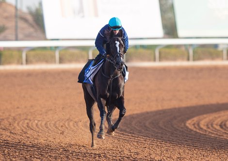 2023 Saudi Cup<br><br />
Songline - Morning Trackwork - Wednesday 22nd February 2023