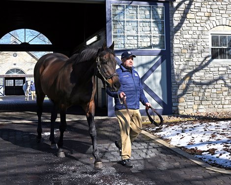 Uncle Mo at Ashford Stud near Versailles, Ky., on Jan. 27, 2023