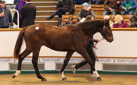 Lot 93 Galileo (IRE) / Messias da Silva (USA) 2021 B.C. (IRE)      Barton Sales    Bronsan Racing    140,000<br>
Tattersalls February Sale<br>
02/02/2023