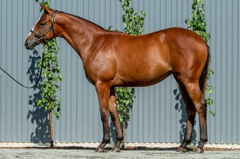 Lot 541, 2023 Classic Inglis . Sales