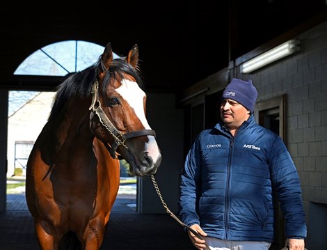 Tiz the Law at Ashford Stud near Versailles, Ky., on Jan. 27, 2023