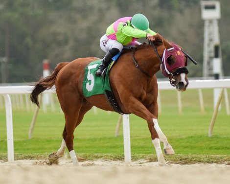 Sibelius wins the Pelican Stakes on Saturday, February 11, 2023 at Tampa Bay Downs