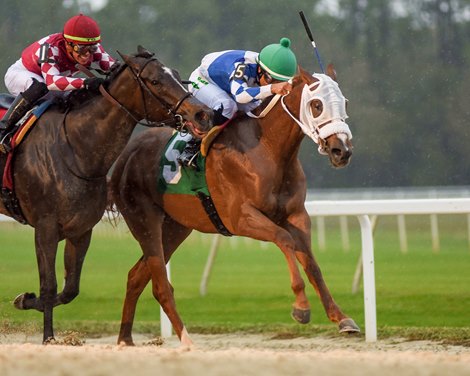 Dreaming of Snow wins the Suncoast Stakes at Tampa Bay Downs on Saturday, February 11, 2023
