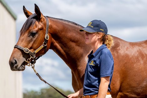 Scene, 2023 Magic Millions Sale every year in Tasmania