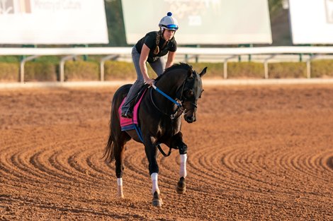 Gunite, Riyadh Dirt Sprint, Trackwork, King Abdulaziz Track, Saudi Cup 23 Feb 2023, Photo by Jockey Club of Saudi Arabia, Mathea Kelley