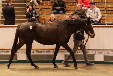 Lot 190E Pure Nature (GB) 2017 B.M.  BY Dansili (GB) EX Nature Spirits (FR) Wildcard      Baroda Stud, Ireland    BBA Ireland    85,000<br>
Tattersalls February Sale<br>
02/02/2023