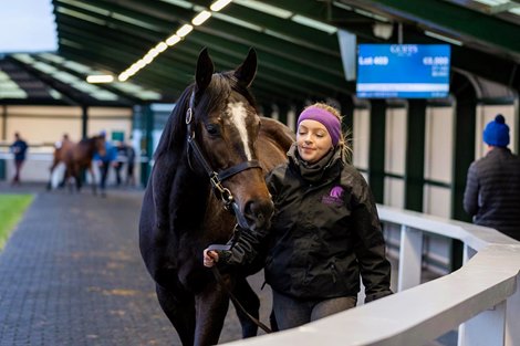 Goffs February 2023 Sale, Lot 468