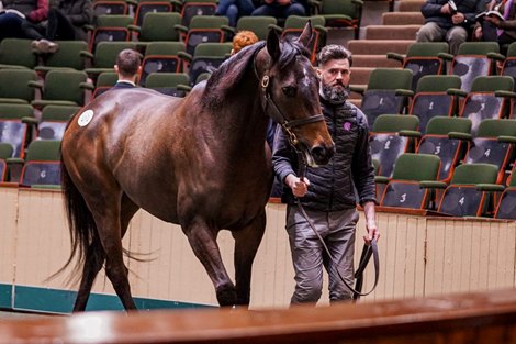 Goffs February 2023 Sale, Lot 410