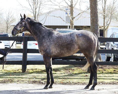 Hip 387, Silver Currency by American Pharoah out of Avery Hall by A.P Jet at the Four Star Sales consignment at the Fasig-Tipton Kentucky Winter Mixed Sale on February 4, 2023.