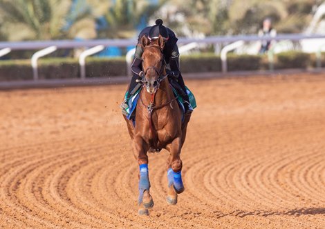 2023 Saudi Cup<br>
Taiba - Morning Trackwork - Thursday, February 23, 2023