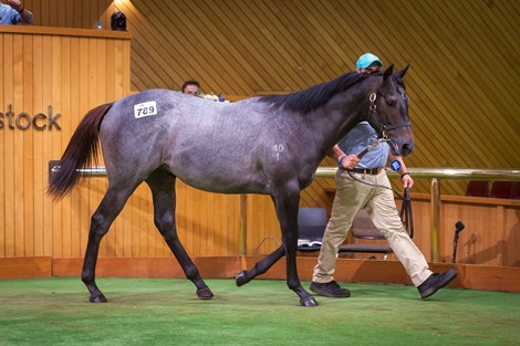 2023 New Zealand Bloodstock National Yearling Sale, Lot 789