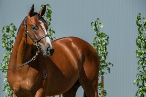 Lot 541, 2023 Classic Inglis . Sales