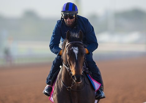 2023 Saudi Cup<br><br />
Meraas - Morning Trackwork - Wednesday 22nd February 2023