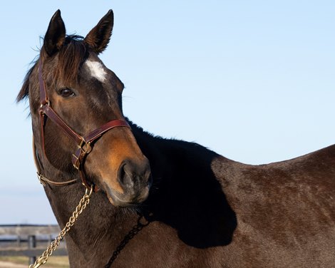 Llandudno, dam of Kirstenbosch, at Columbiana Farm in Paris, Ky.,  on Feb. 3, 2023.