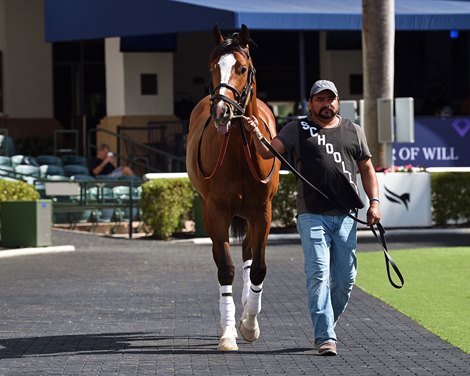 Cyclone Mischief schooling at Gulfstream Park, February 3, 2023