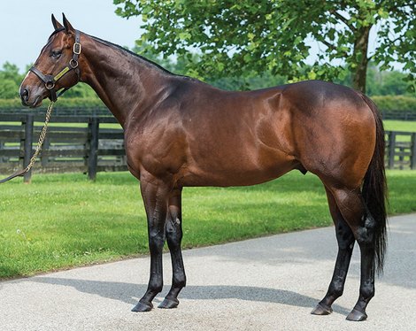 Bolt d'Oro at Spendthrift . Farm