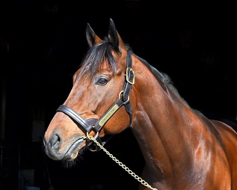 Golden Pal at Ashford Stud near Versailles, Ky., on Jan. 27, 2023